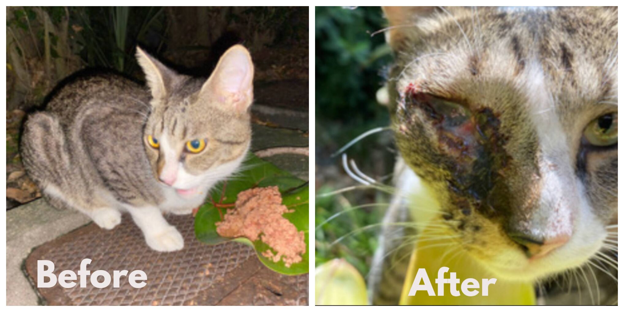 Protect Lion and others like him - report animal abuse on Key Biscayne
